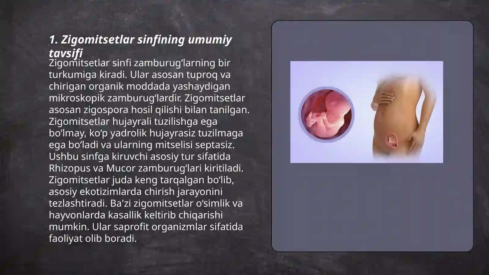 Zigomitsetlar sinfi taksanomiyasi, muhim vakillari 3