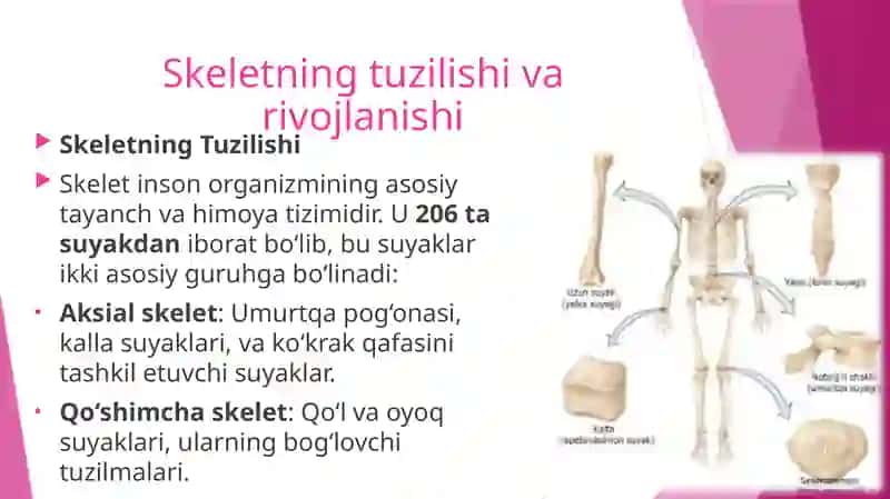 suyaklarining rentgenanatomiyasi.Skeletning rivojlanish anomalyalari 3