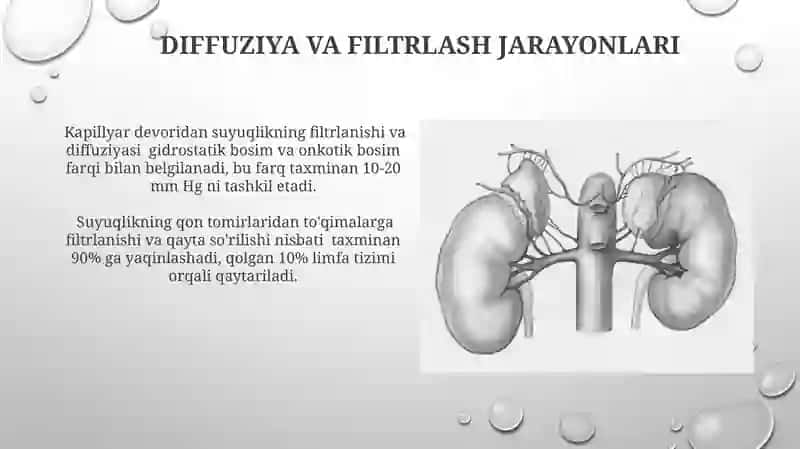 Mikrosirkulyatsiya fiziologiyasi 3