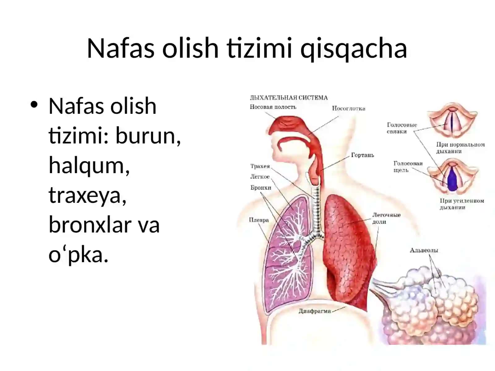 Nafas olish fiziologiyasi 3