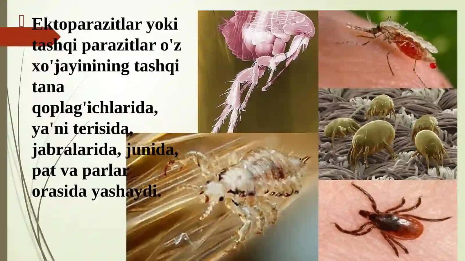 DOIMIY (STASIONAR) PARAZITIZM. PARAZITLARNI XO’JAYINLARIGA, XO’JAYINLARNI PARAZITLARGA TA’SIRI 3