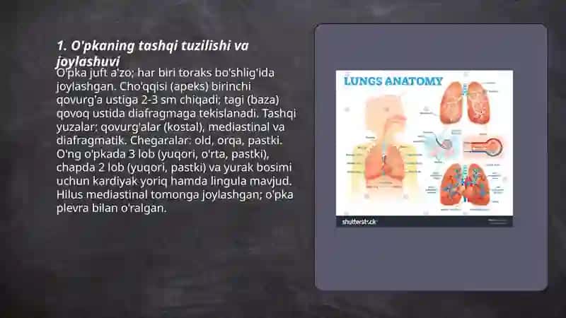 Lung anatomy 3