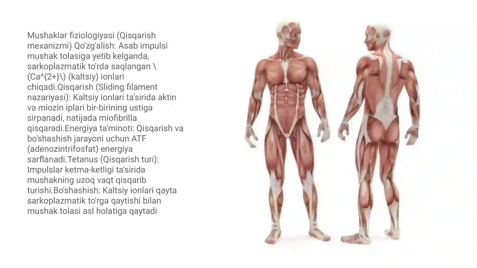 Mushaklar tana vaznining 30-40% ini tashkil etuvchi, qisqarish orqali harakat, tana holati va issiqlikni ta'minlovchi faol tayanch-harakat tizimidir 3