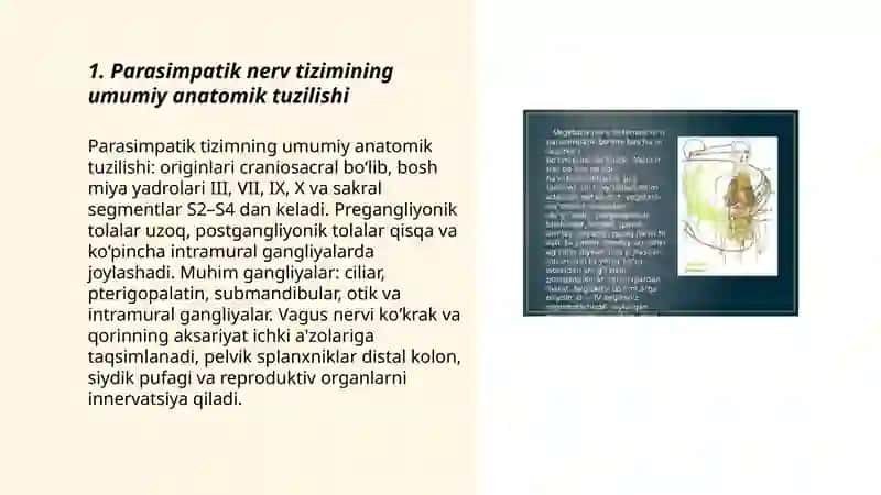 Parasimpatik nerv anatomik tuzulishi 3