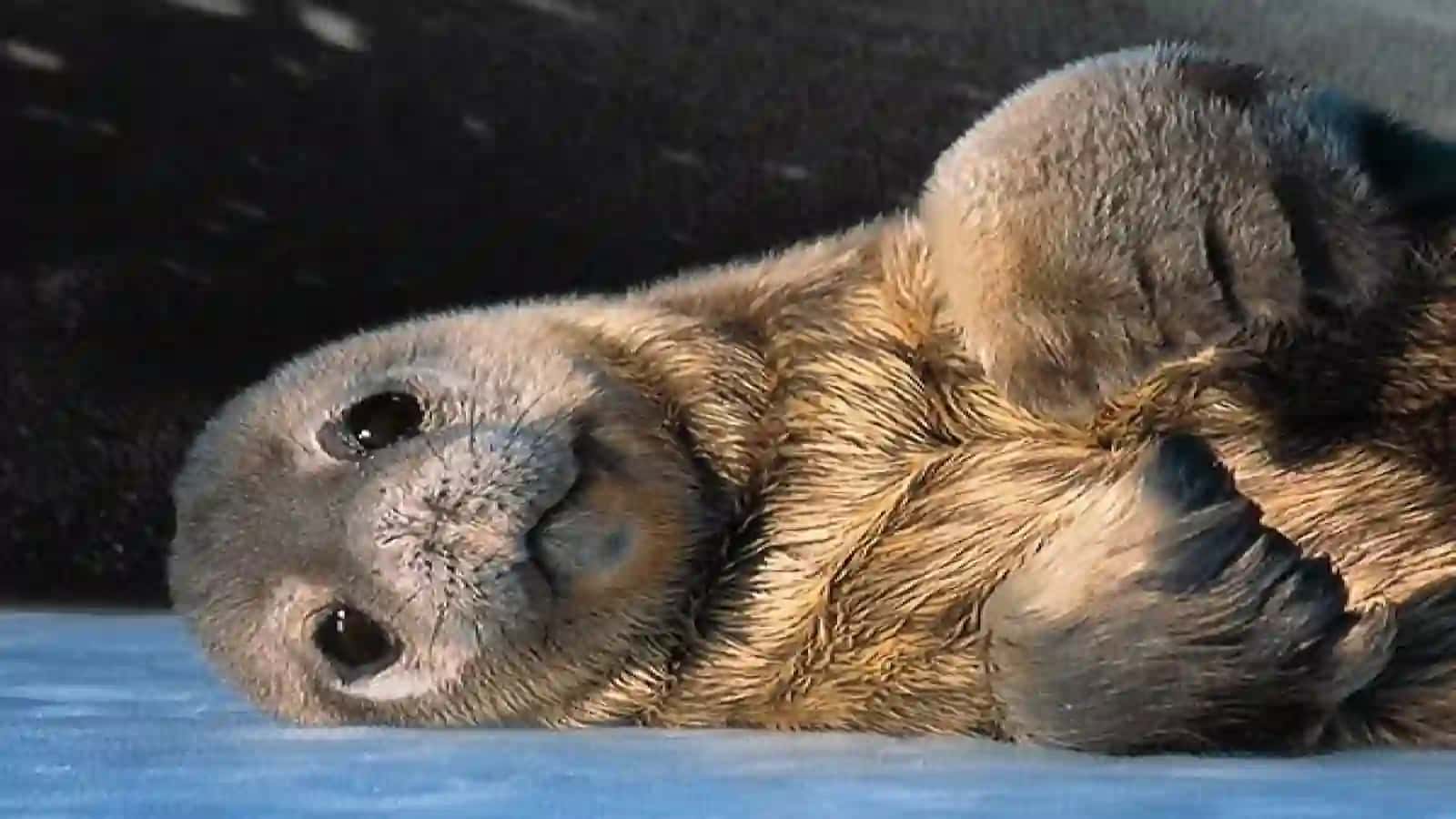 7-sinf Zoologiya 'Dengiz sutemizuvchilari kurakoyoqlilar va kitsimonlar turkumlari' ko'rgazma 3