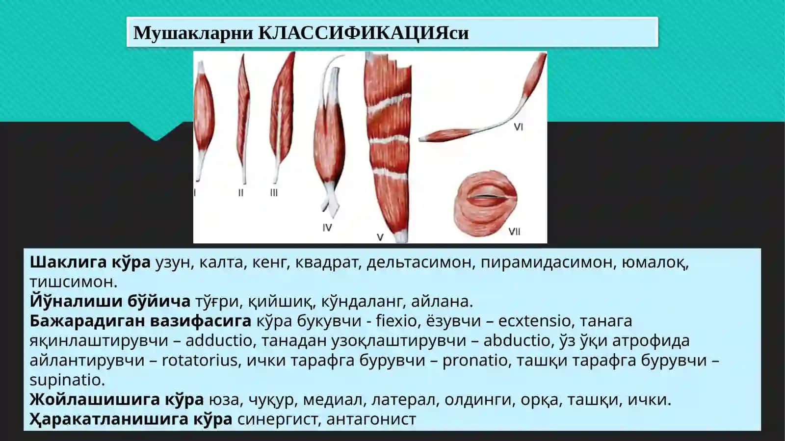 Танани орқа қисмини юза ва чуқур мушаклари. Функционал ва топографи анатомияси. Ёшга доир ўзгаришлари 3