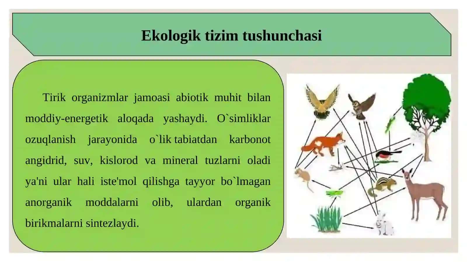 Ekologik piramidalar va ekotizmlarning o’zgarish su’rati 3
