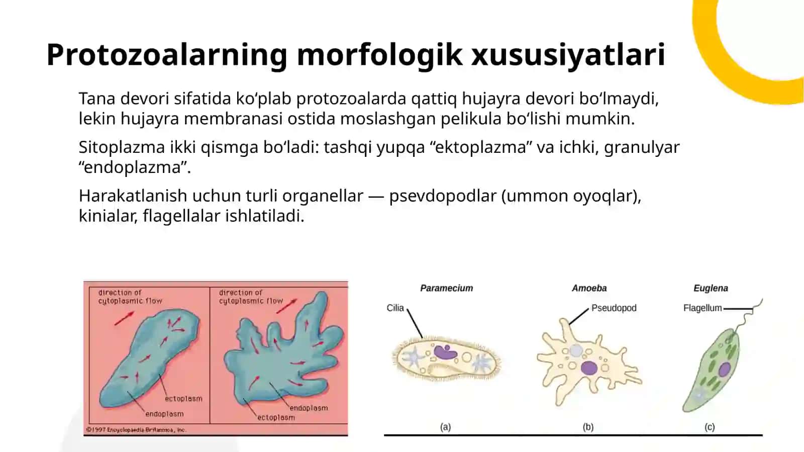 Sodda hayvonlar morfologiyasi va ularni o’rganish usullaari 3