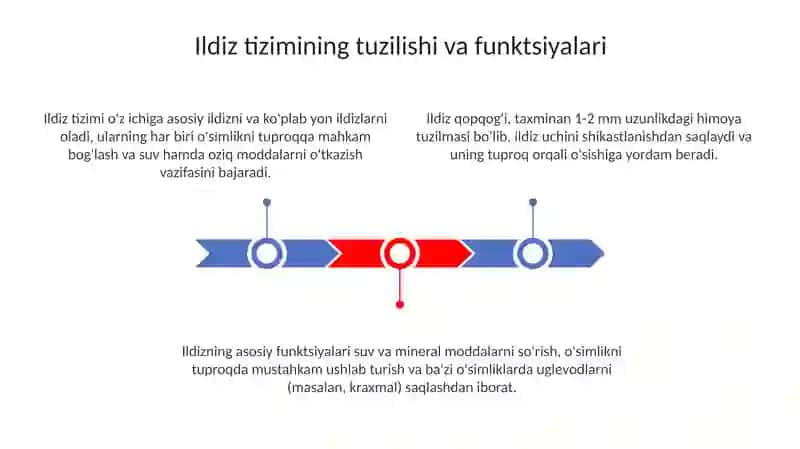 O'simliklarning Yer Ostki Qismlarini O'rganish 3