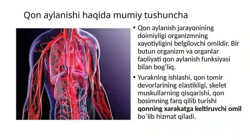 14-mavzu Yurakning tuzilishi, funksiyalari 3
