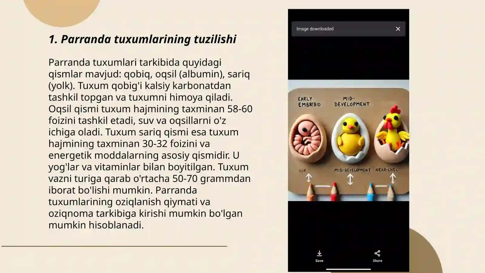 Parranda tuxumlarining tuzilishi 3