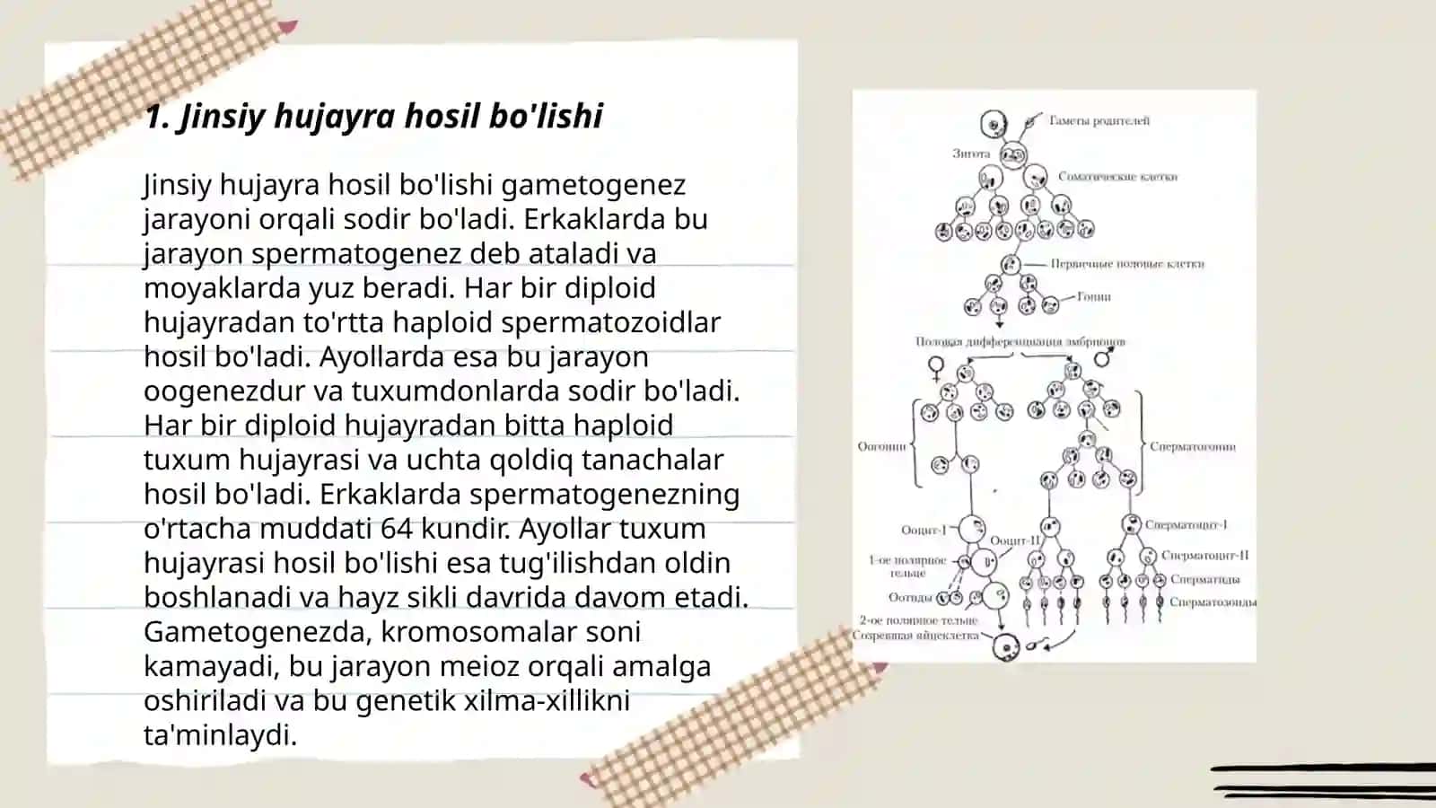 Jinsiy ko'payishining sitologik va biokimyoviy asoslari 3