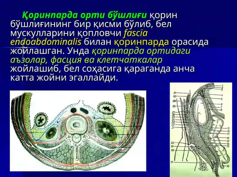 БЕЛ СОҲАСИ ВА ҚОРИНПАРДА ОРТИ БЎШЛИҒИНИНГ ЖАРРОҲЛИК АНАТОМИЯСИ. БУЙРАК ВА СИЙДИК ЙЎЛЛАРИДА ОПЕРАЦИЯЛАР 3