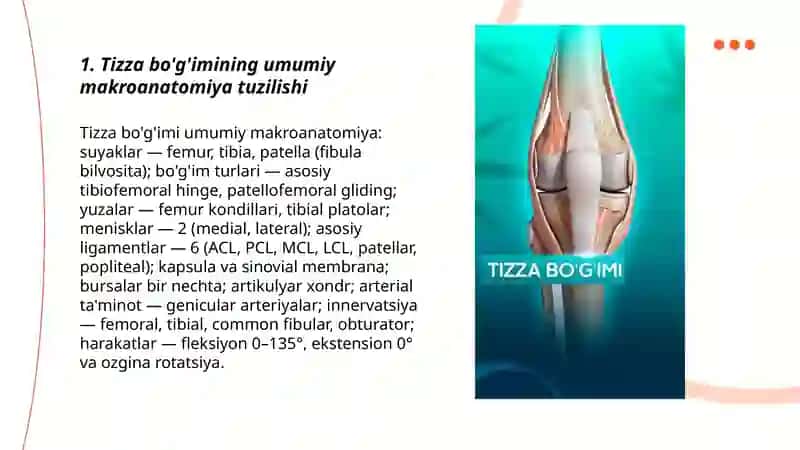 Tizza bo'g'imi anatomiyasi 3