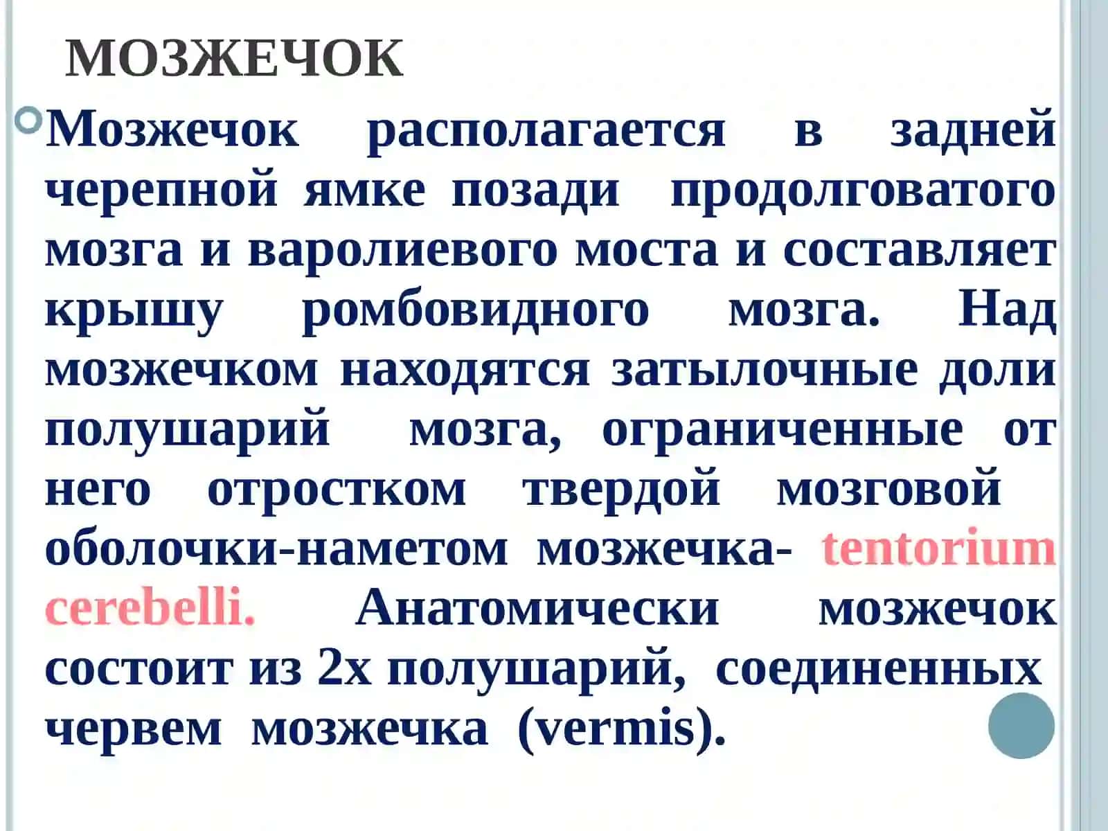 Экстрапирамидная система и мозжечок. Анатомия, гистология, физиология экстрапирамидной системыи мозжечка 3