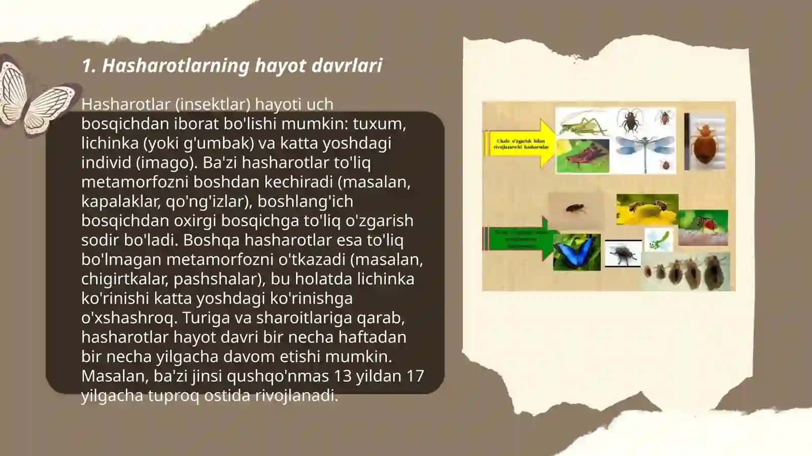 Hasharotlarni rivojlanishi va koʻpayish biologiyasi 3