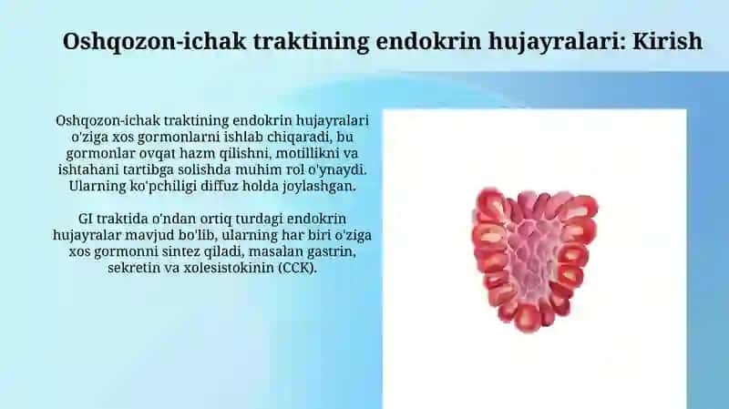 Meʼda ichak nayining endokrin hujayralari 3