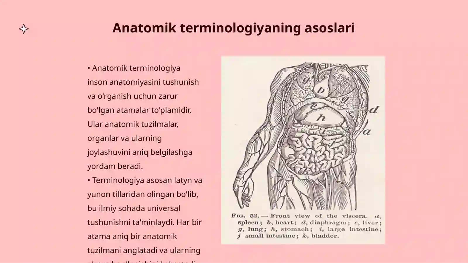 Anatomik terminologiya 3