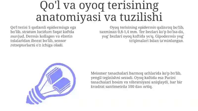 Qoʻl va oyoq terisi va mushaklari innervasiyasining anatomiyasi 3