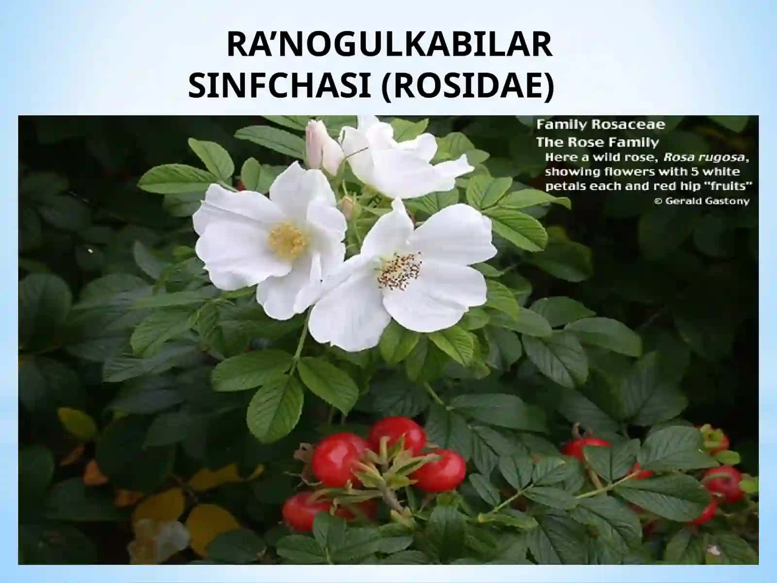 Ra`nonamolar qabilasi 3