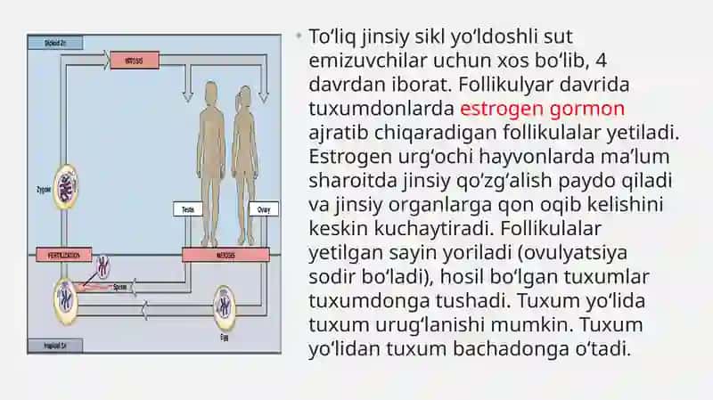 Jinsiysiklning gormonal boshqariluvi mexanizmi 3