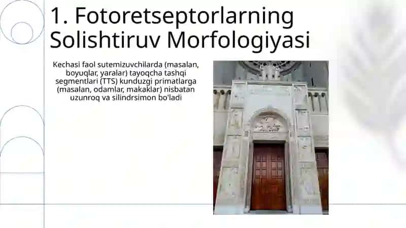 Fotoresepsiyaning morfologik asoslari 3