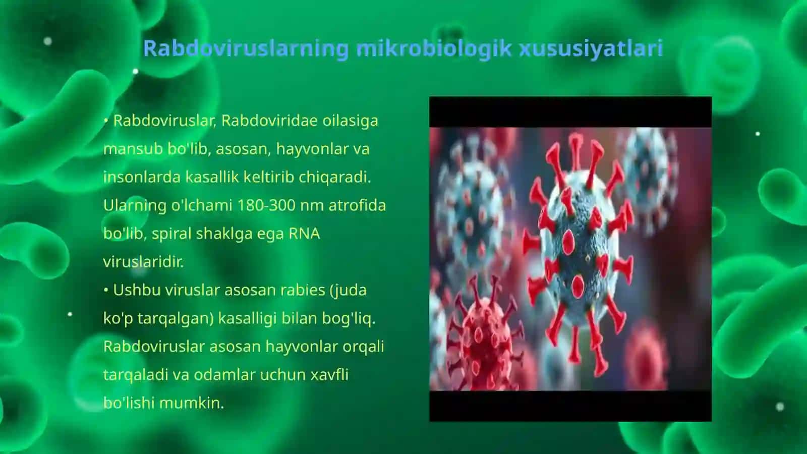Rabdoviruslar va gerpes viruslari Mikrobiologiyasi 3