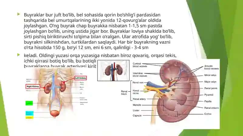 Ayiruv sistemasi 3