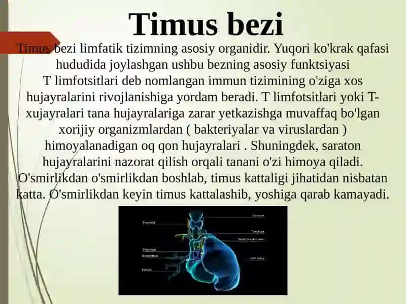 Timusdagi T-limfotsitlarning yetilish jarayoni 3