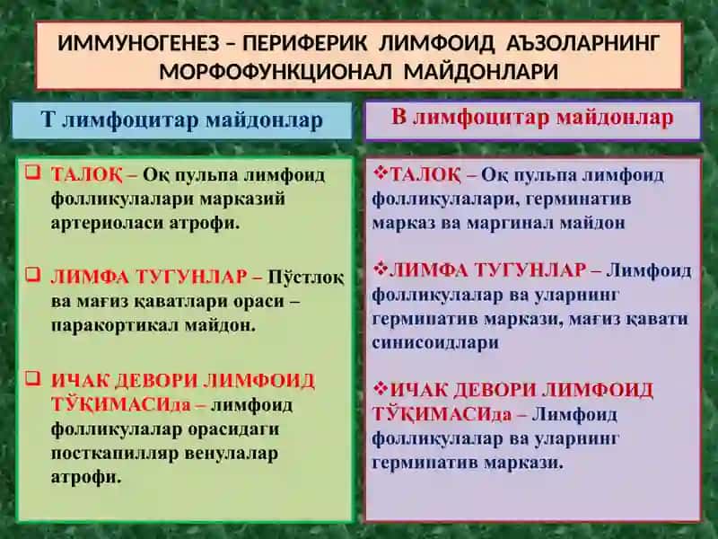 ИММУНОПАТОЛОГИК ЖАРАЁНЛАР 3