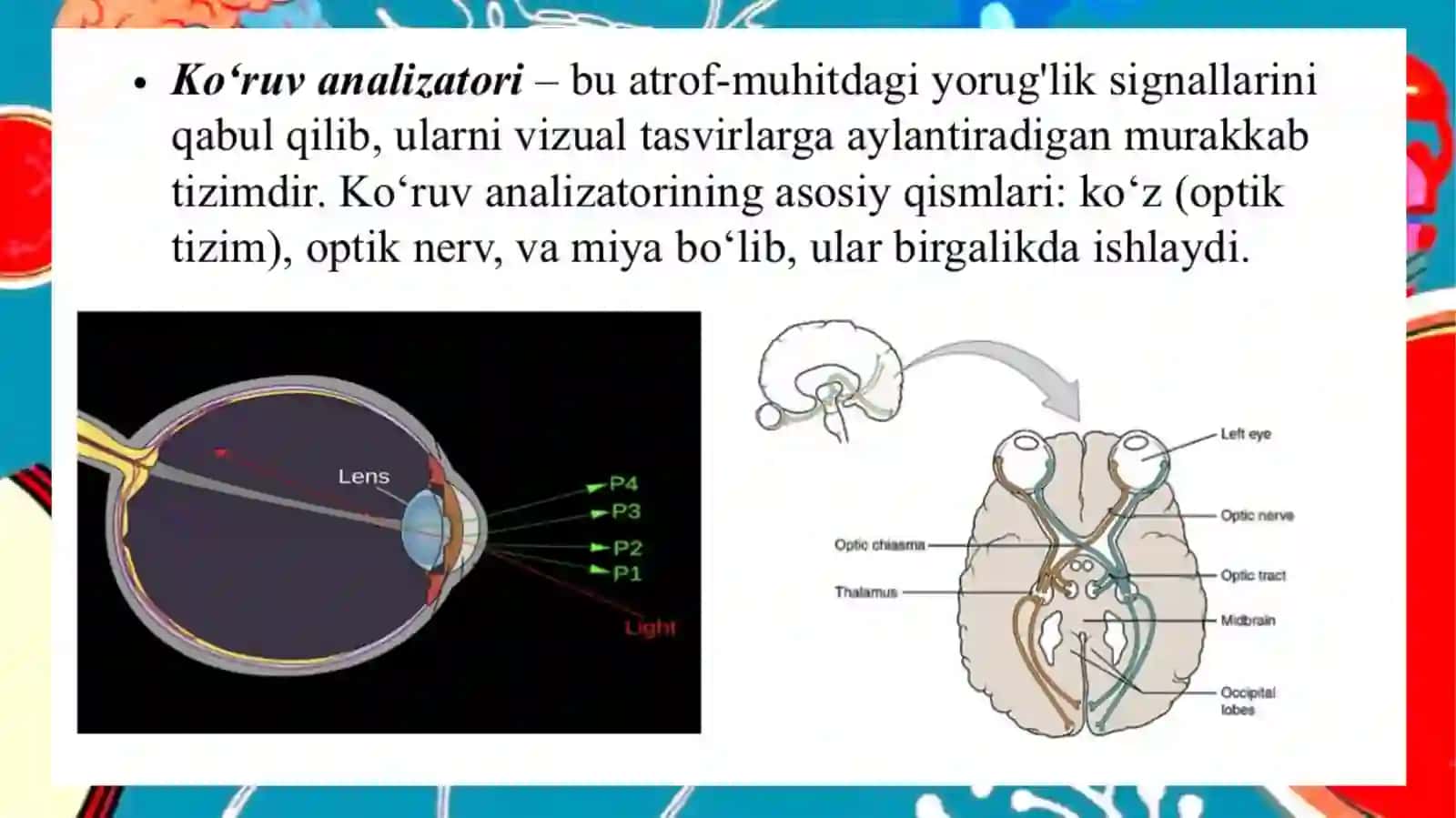 KO’RUV ANALIZATORI.KO’ZNING OPTIK VA RETSEPTOR TIZIMI 3