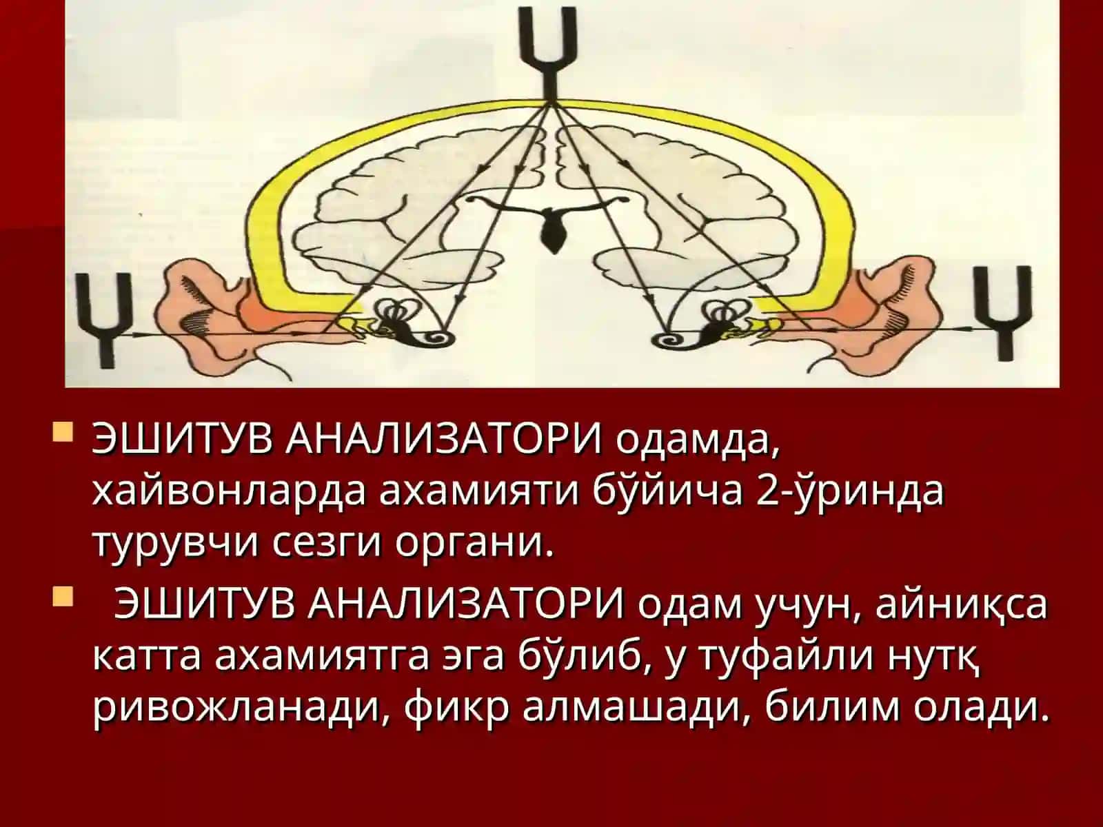 Эшитиш ва вестибуляр анализаторларининг физиологияси 3