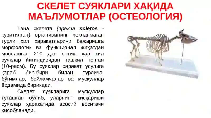 АНАТОМИЯ ФАНИНИНГ АСОСИЙ ТУШУНЧА ВА АТАМАЛАРИ 3