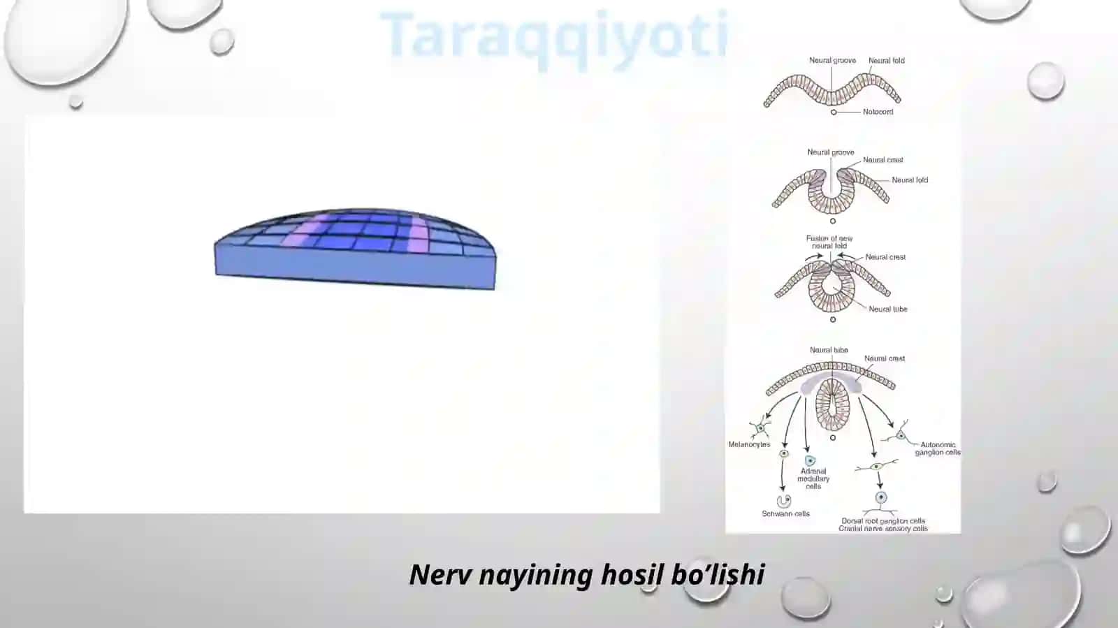 Orqamiya, miyapardalar va vegetativ nerv tizimi 3