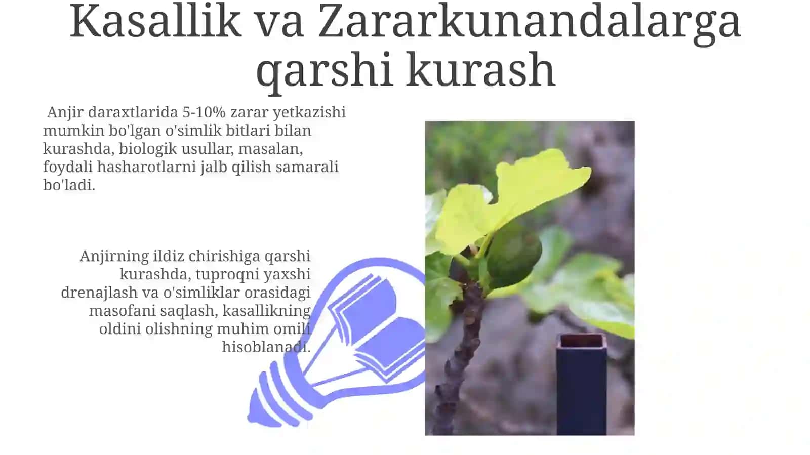 Anjir kochatini yetishtirish texnologiyasi 3