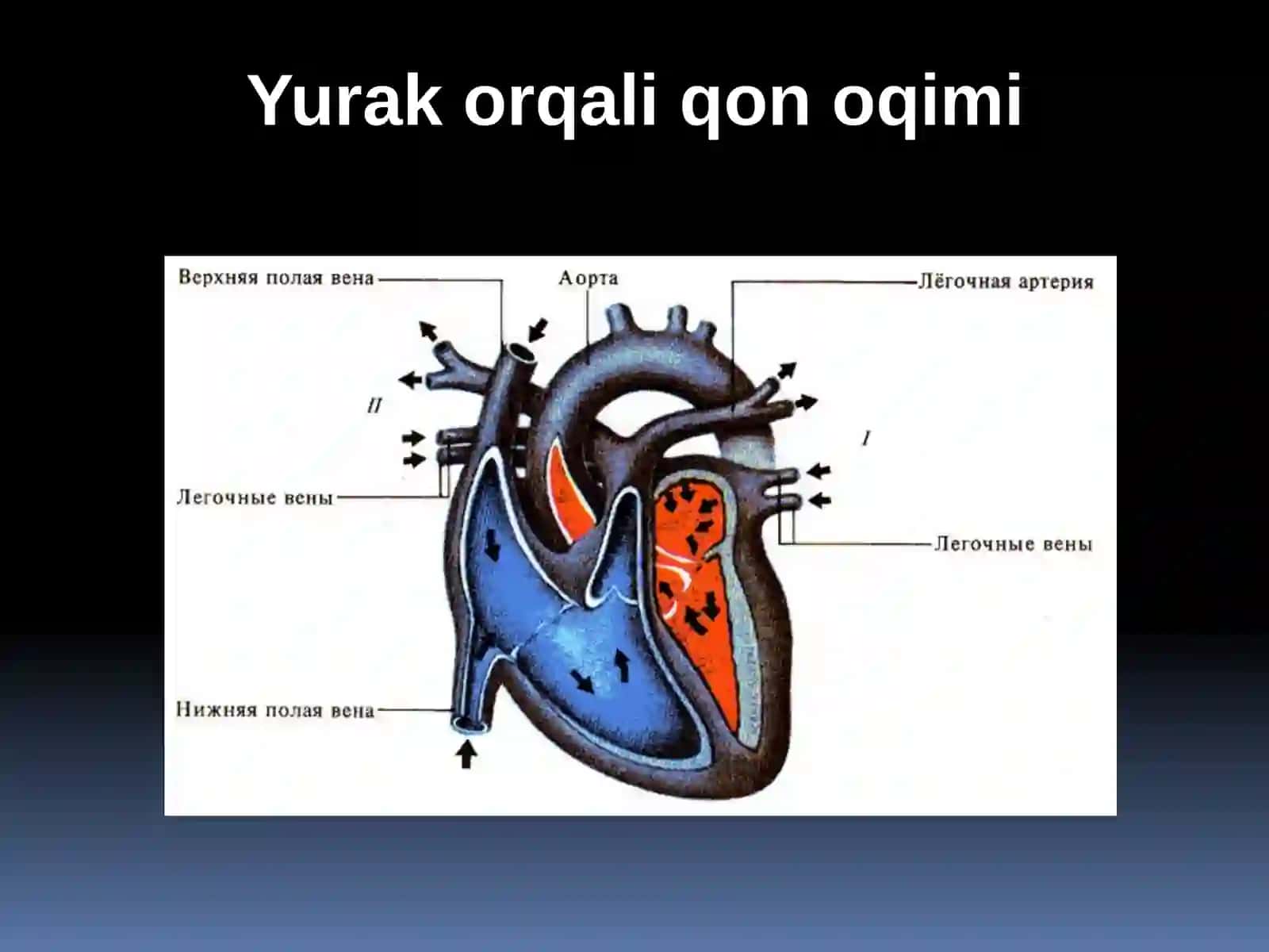 Yurak-qon tomirlar tizimi 3