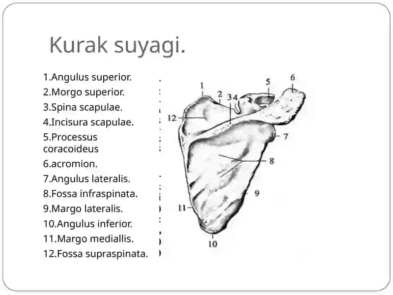 Qo’l suyaklari 3
