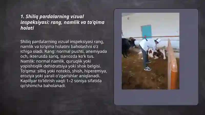 Hayvonlarda shiliq pardalar va limfa tugunlarini tekshirish 3