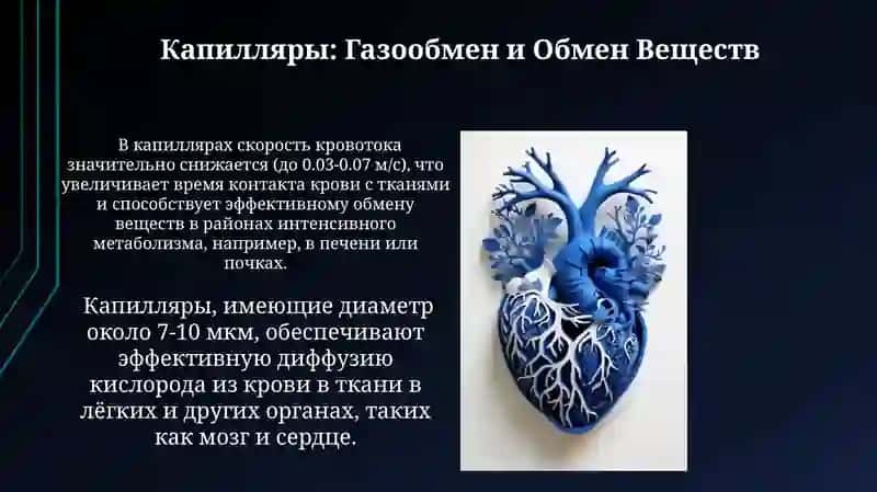 Сердечно сосудистая система 3