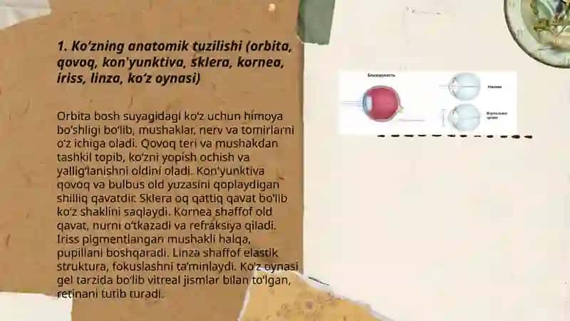 Koʻruv analizatori. Korish fiziologiyasi 3