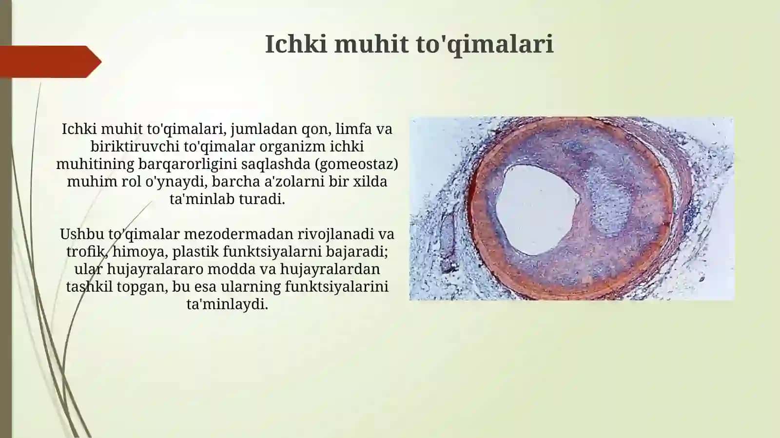Ichki muhit to'qimalari va qonning umumiy xususiyatlari 3