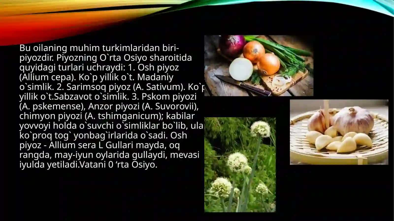 Piyozdoshlar oilasi vakillari va ularning dorivorligi,ekish texnologiyalari 3