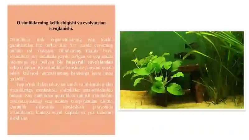 O`simliklarning kelib chiqishi va organlarning paydo bo`lishi . 3