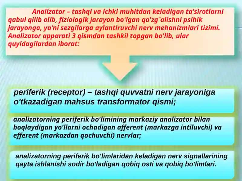 Sezgi 3