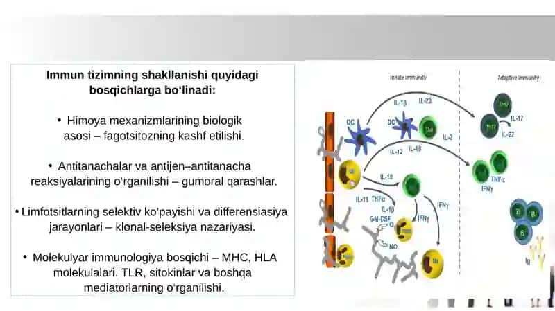 Immunitet (teoriyadari) g‘oyalari: fagotsitar, gumoral, klonal - seliksion va bosh.  Asosiy gistomoslashuv kompleksining birinchi sinfi- HLA-A, -B va -C tip molekulalari, vazifasi. 3
