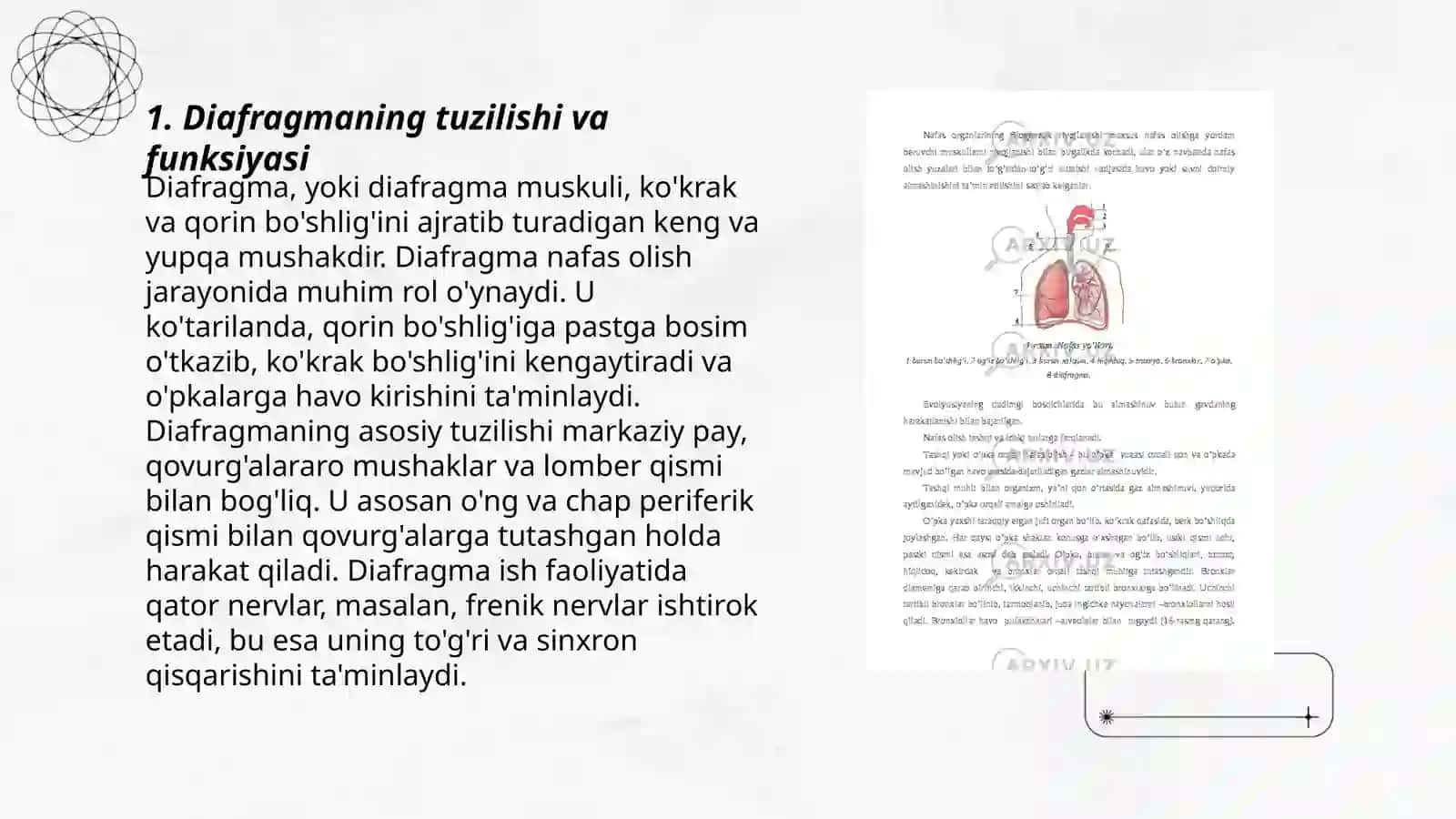 Nafas olish muskullari 3