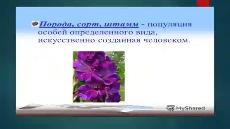 Селекция как наука 3