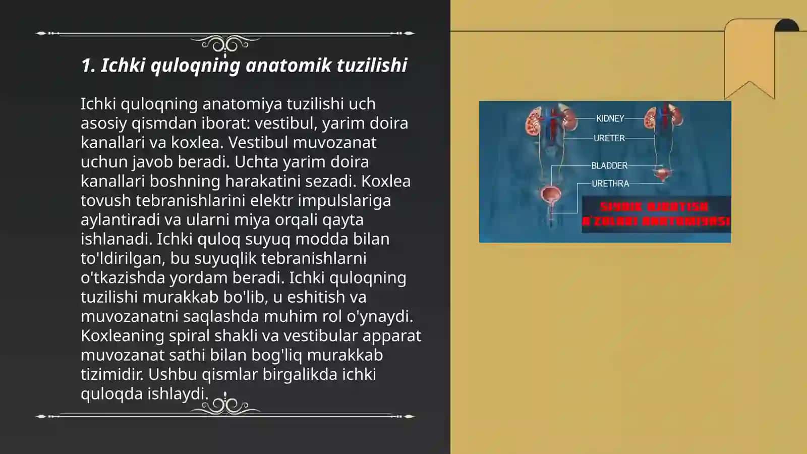 Ichki quloq tuzilishi, tovush õtqazish mexanizmi 3