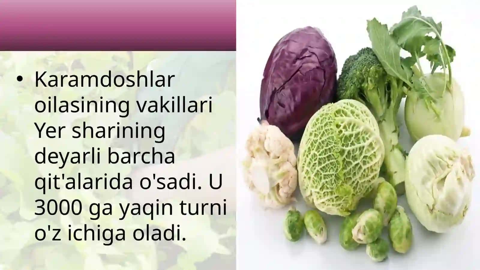6-sinf Botanika dars ishlanma. Karamdoshlar oilasi 3