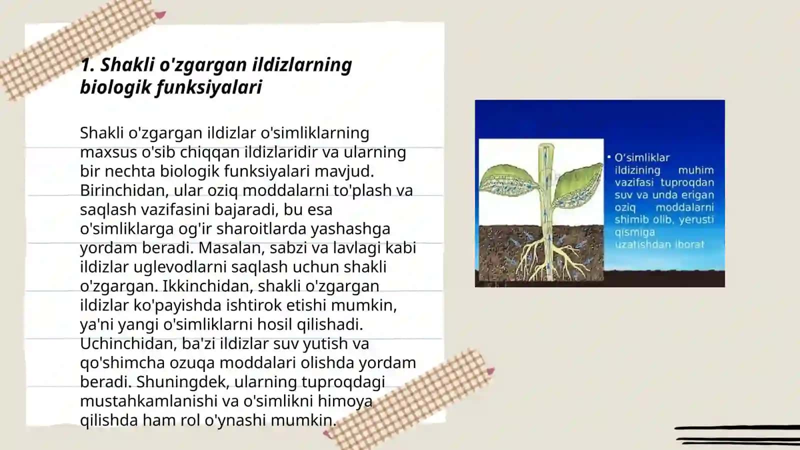 Shakli o'zgargan ildizlarning biologik funksiyalari 3